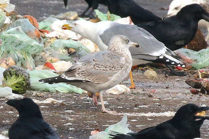 Goéland argenté  - Patrick Mösinger