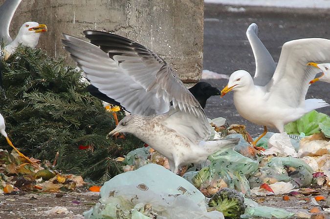 Goéland argenté  - Patrick Mösinger