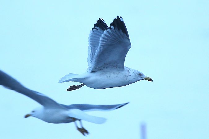 Goéland argenté  - Patrick Mösinger