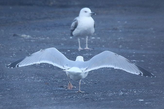 Goéland argenté  - Patrick Mösinger