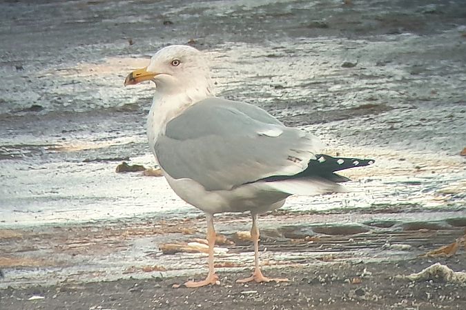 Goéland argenté  - Patrick Mösinger