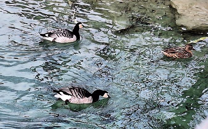 Bernache nonnette  - Renate U. Rudolf Tengler