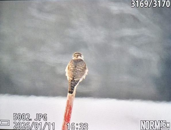 Faucon émerillon  - Anonyme