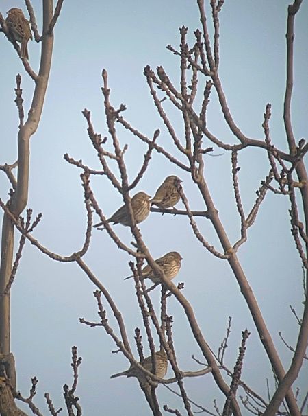 Bruant proyer  - Philippe Loyoddin