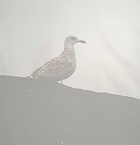 Goéland argenté  - Philippe Loyoddin