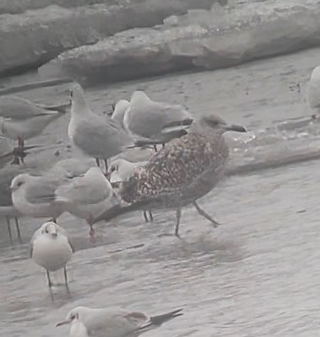 Goéland argenté  - Philippe Loyoddin