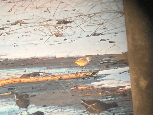 Bécasseau sanderling  - Simon Stricker