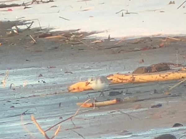 Bécasseau sanderling  - Simon Stricker