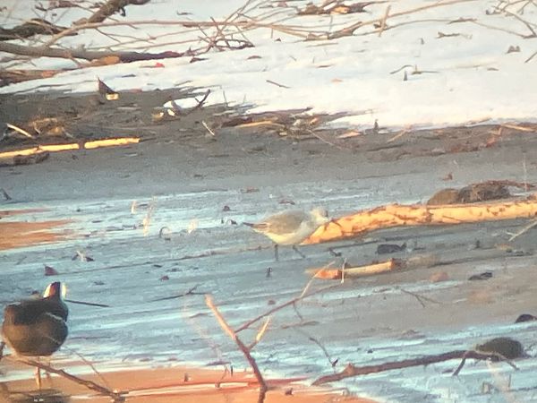 Bécasseau sanderling  - Simon Stricker
