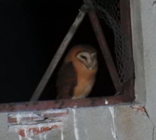 Effraie des clochers  - Walter und Anne Scherer