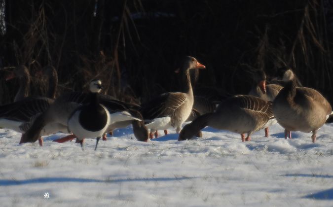 Bernache nonnette  - Walter und Anne Scherer