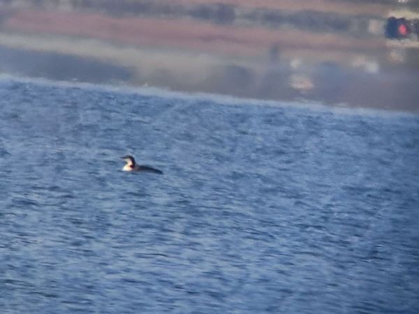 Plongeon imbrin  - Philipp Rauscher