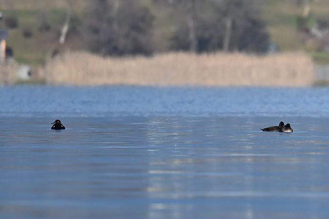 Macreuse brune  - Philipp Rauscher