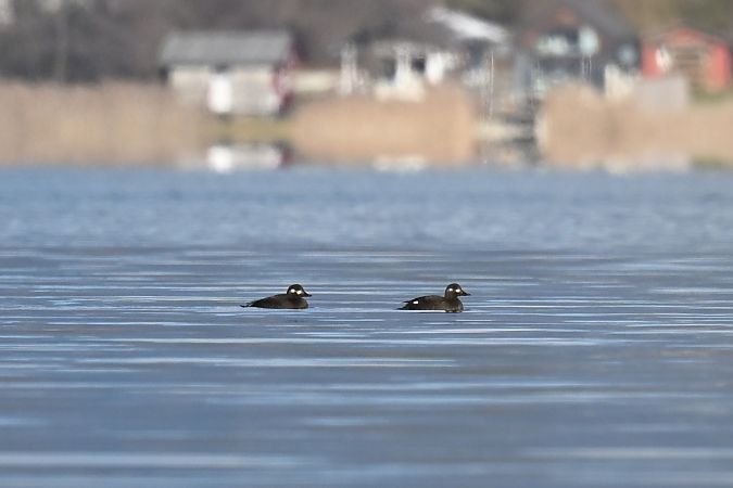 Macreuse brune  - Philipp Rauscher