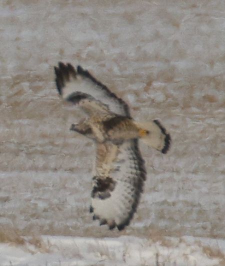 Buse pattue  - Christoph Dangl