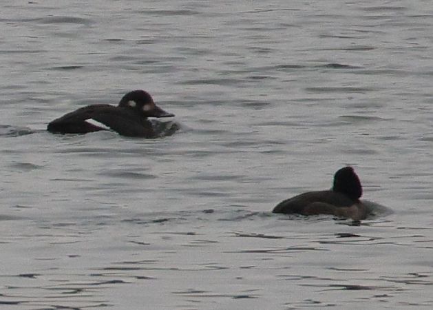 Macreuse brune  - Christoph Dangl