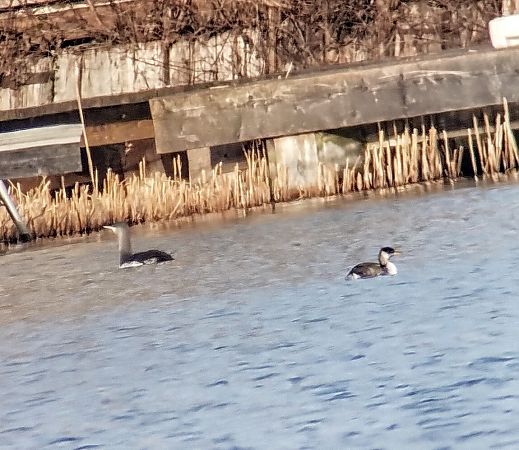 Grèbe jougris  - Florian Bacher