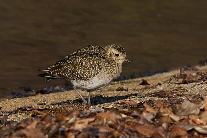 Pluvier doré  - Roland Rauter