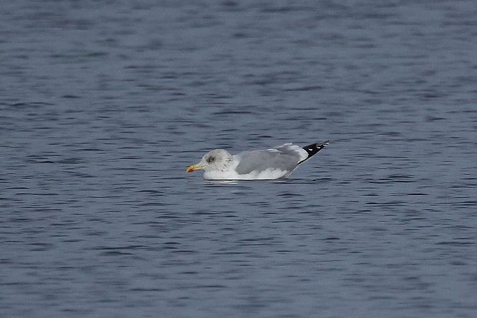 Goéland argenté  - Rupert Hafner