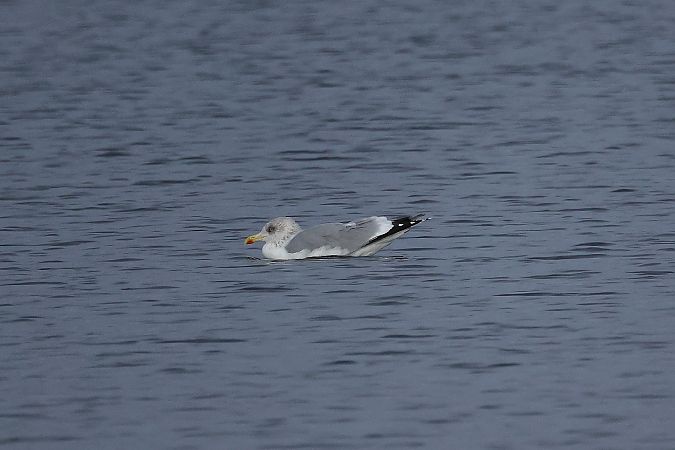 European Herring Gull  - Rupert Hafner