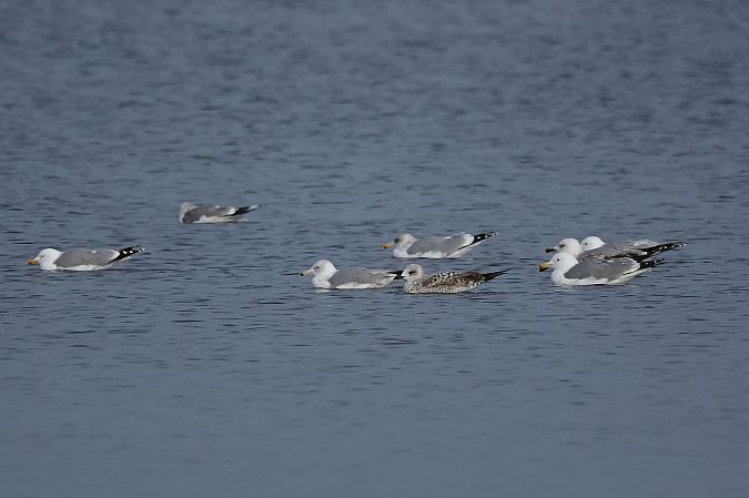 Goéland argenté  - Rupert Hafner