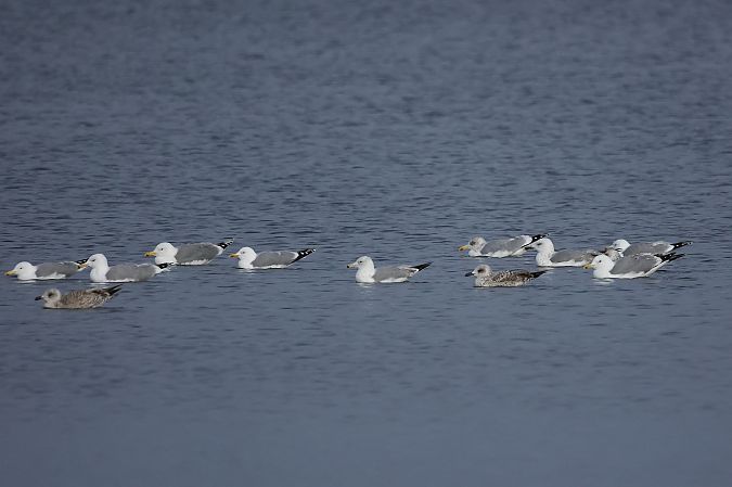 Goéland argenté  - Rupert Hafner