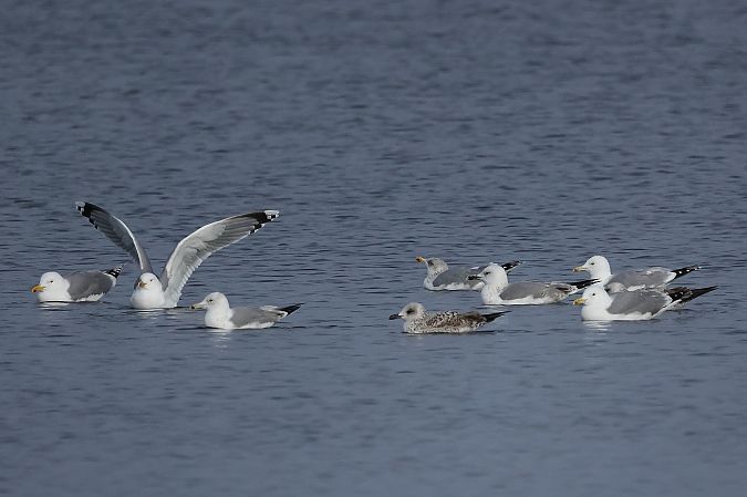 Silbermöwe  - Rupert Hafner