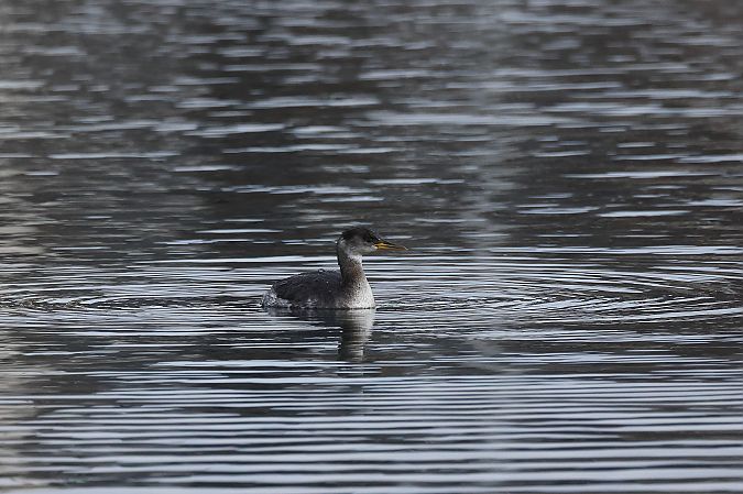 Grèbe jougris  - Rupert Hafner