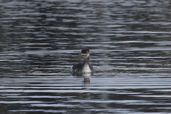 Grèbe jougris  - Rupert Hafner