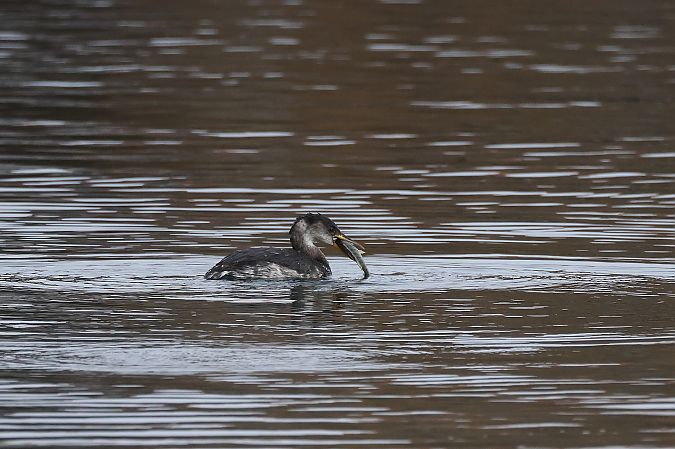 Grèbe jougris  - Rupert Hafner