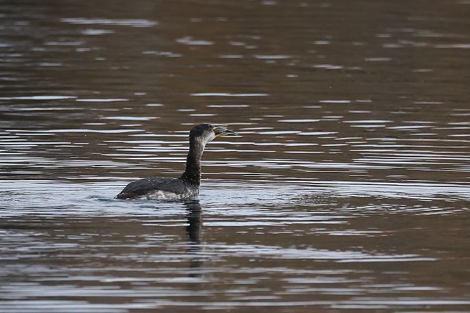 Grèbe jougris  - Rupert Hafner