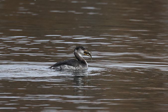 Grèbe jougris  - Rupert Hafner