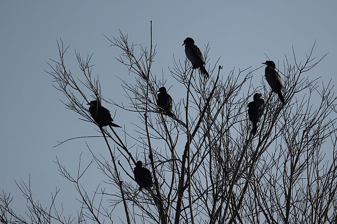 Cormoran pygmée  - Rupert Hafner