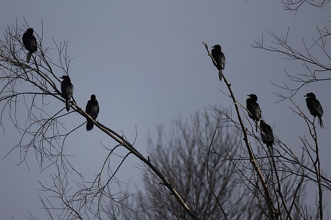 Cormoran pygmée  - Rupert Hafner