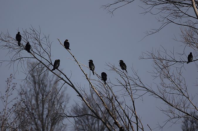 Cormoran pygmée  - Rupert Hafner