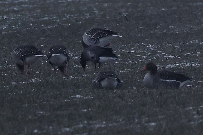 Bernache cravant à ventre sombre  - Rupert Hafner