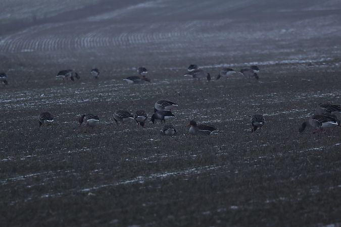 Bernache cravant à ventre sombre  - Rupert Hafner