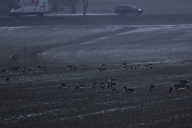 Bernache cravant à ventre sombre  - Rupert Hafner