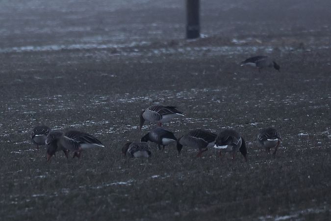Bernache cravant à ventre sombre  - Rupert Hafner