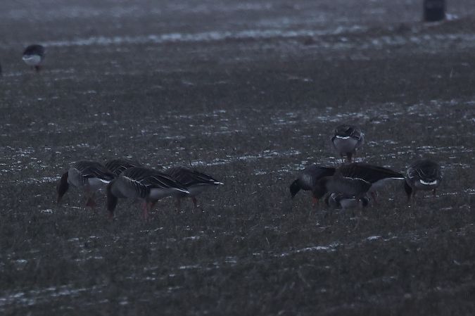 Bernache cravant à ventre sombre  - Rupert Hafner