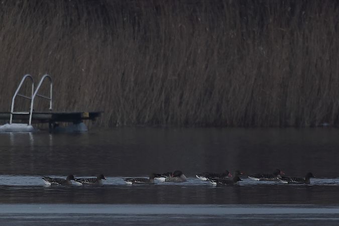 Oie de la toundra  - Rupert Hafner