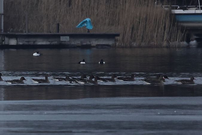 Oie de la toundra  - Rupert Hafner
