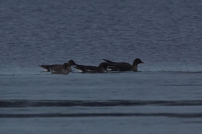 Oie de la toundra  - Rupert Hafner