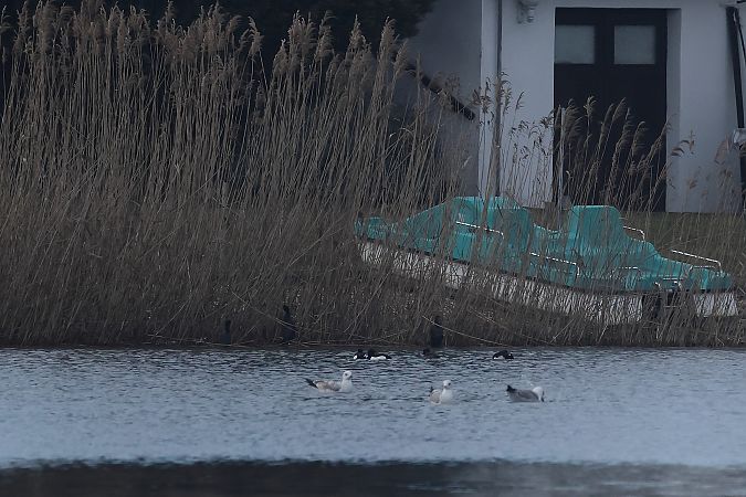 Cormoran pygmée  - Rupert Hafner