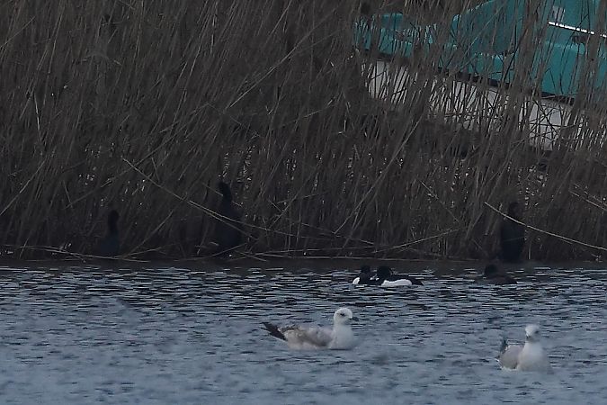 Cormoran pygmée  - Rupert Hafner