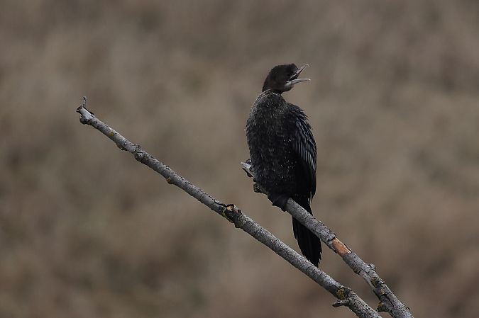 Cormoran pygmée  - Rupert Hafner