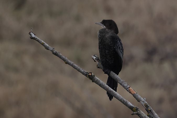 Cormoran pygmée  - Rupert Hafner