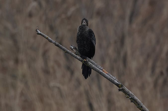 Zwergscharbe  - Rupert Hafner