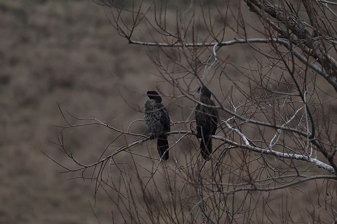 Cormoran pygmée  - Rupert Hafner
