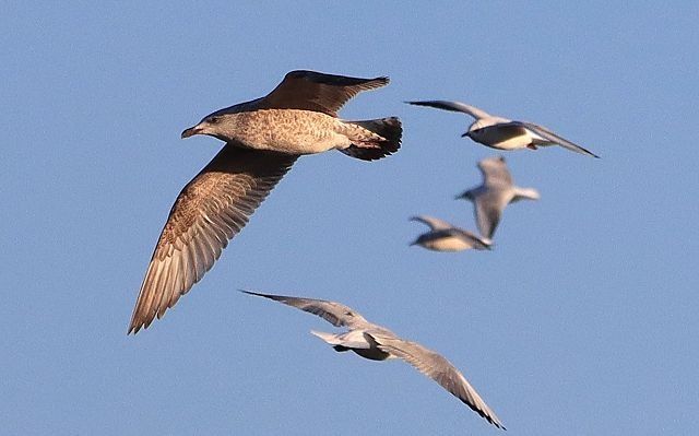 Goéland argenté  - Reinhard Wolf